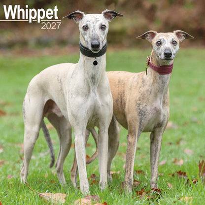 Whippet wall calendar 2027