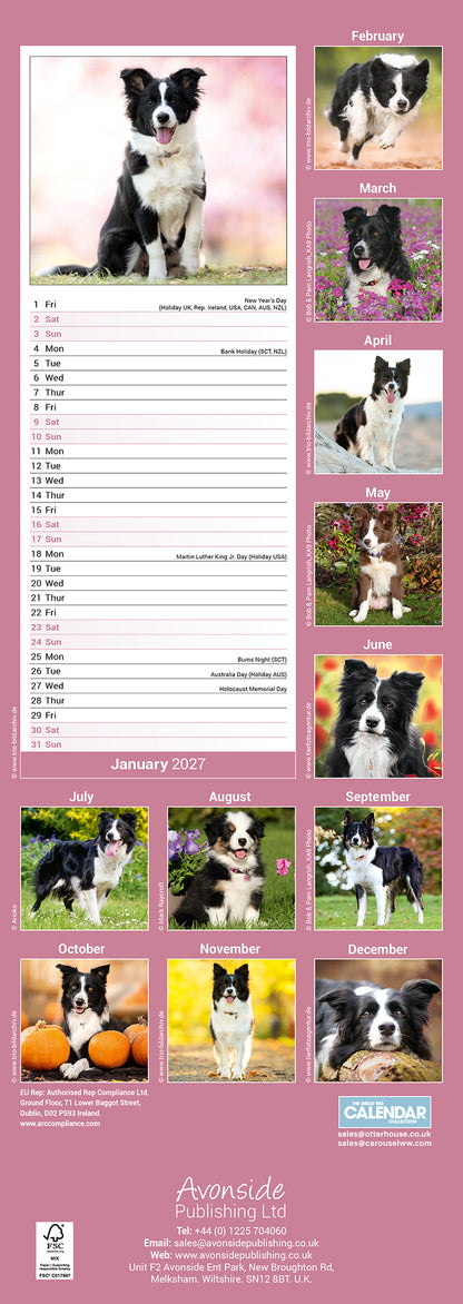 Border Collie slim calendar 2027