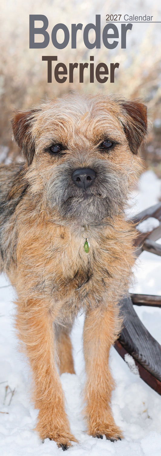 Border Terrier slim calendar 2027