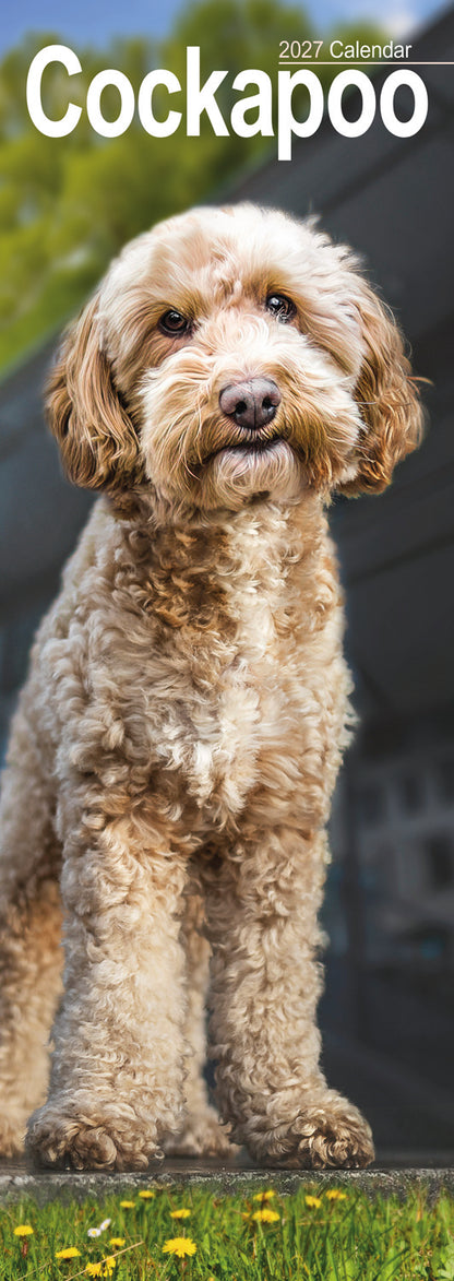 Cockapoo slim calendar 2027