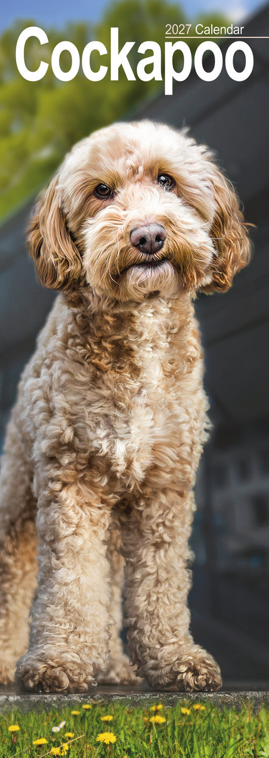 Cockapoo slim calendar 2027