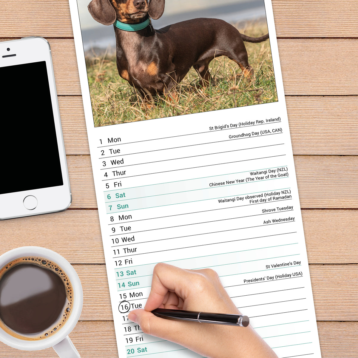 Dachshund slim calendar 2027