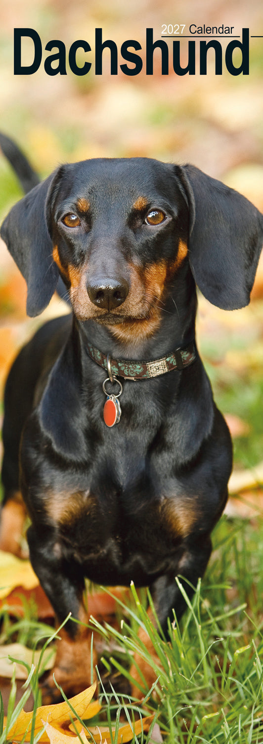 Dachshund slim calendar 2027