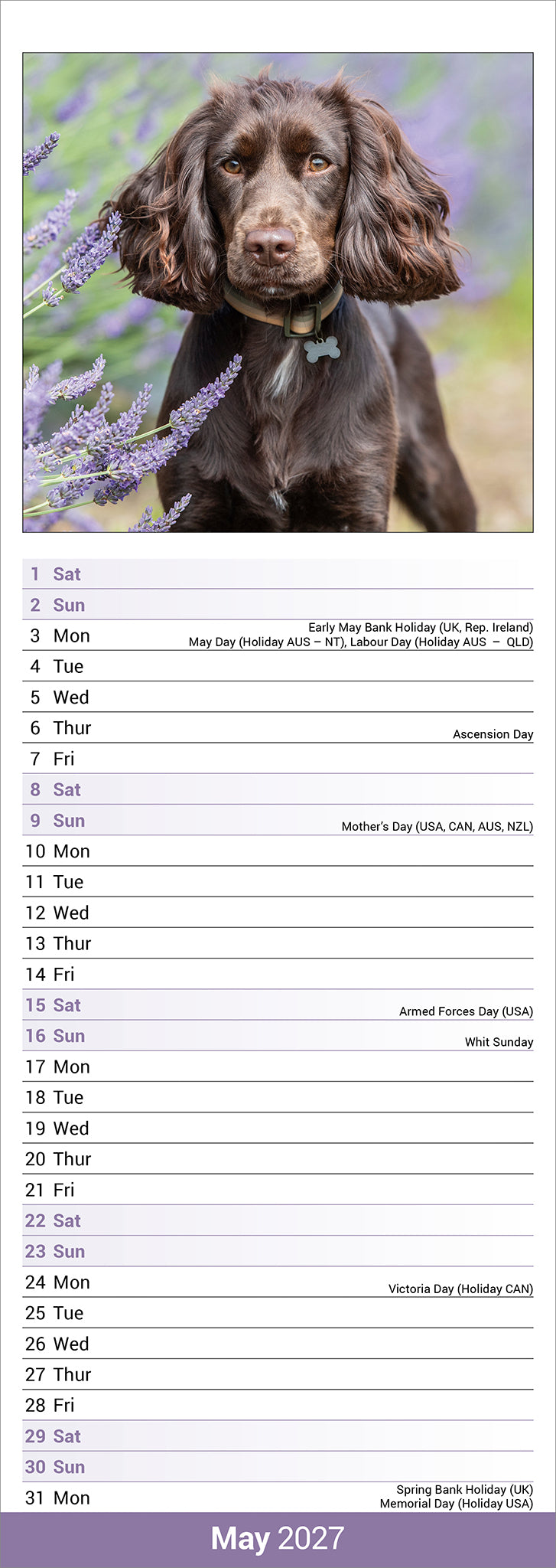 English Cocker Spaniel slim calendar 2027