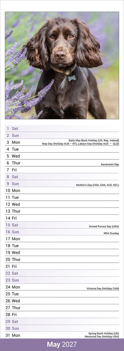 English Cocker Spaniel slim calendar 2027