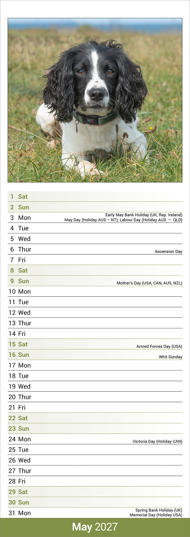 English Springer Spaniel slim calendar 2027