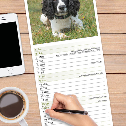 English Springer Spaniel slim calendar 2027