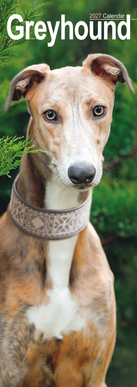 Greyhound slim calendar 2027