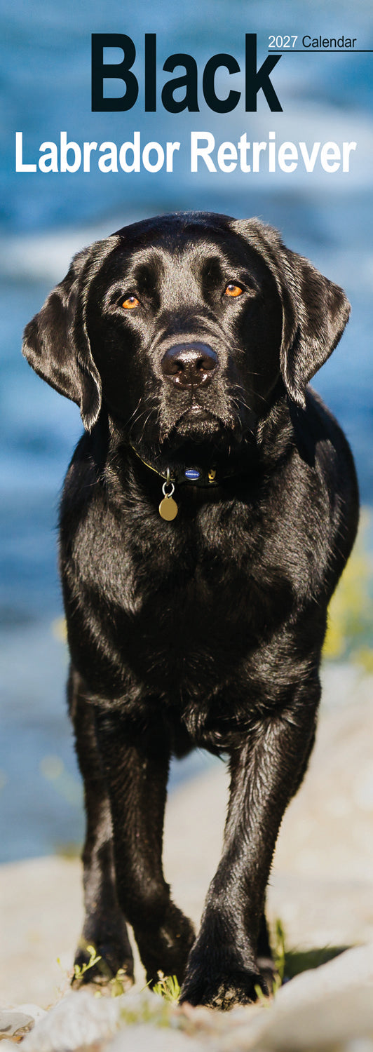 Black Labrador Retriever slim calendar 2027