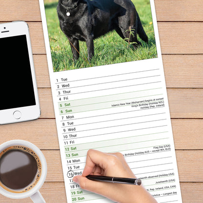 Black Labrador Retriever slim calendar 2027
