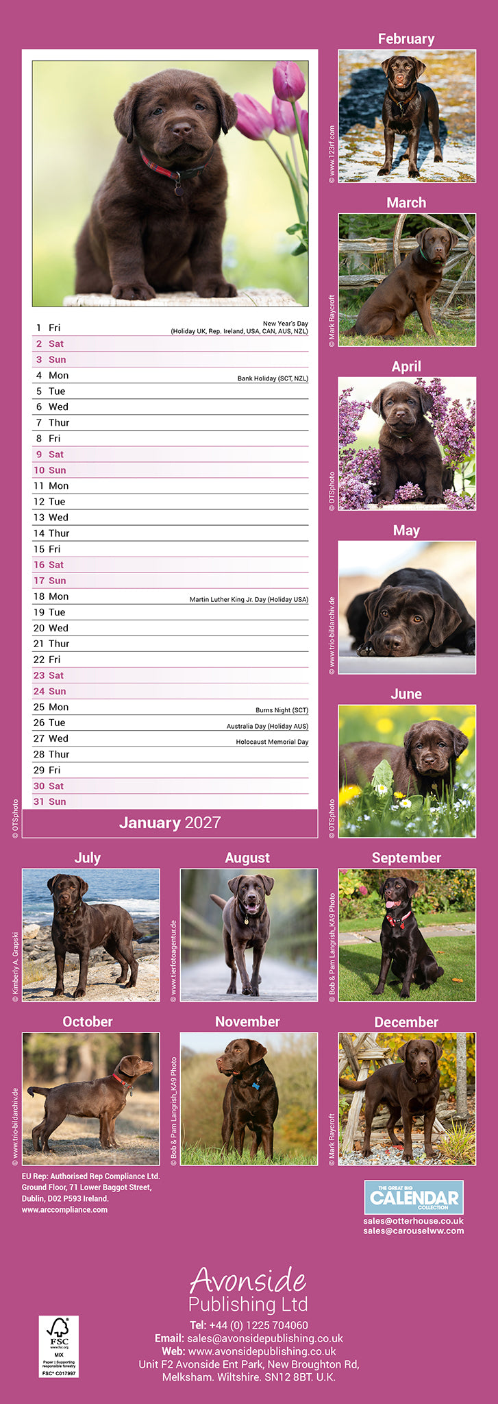 Chocolate Labrador Retriever slim calendar 2027