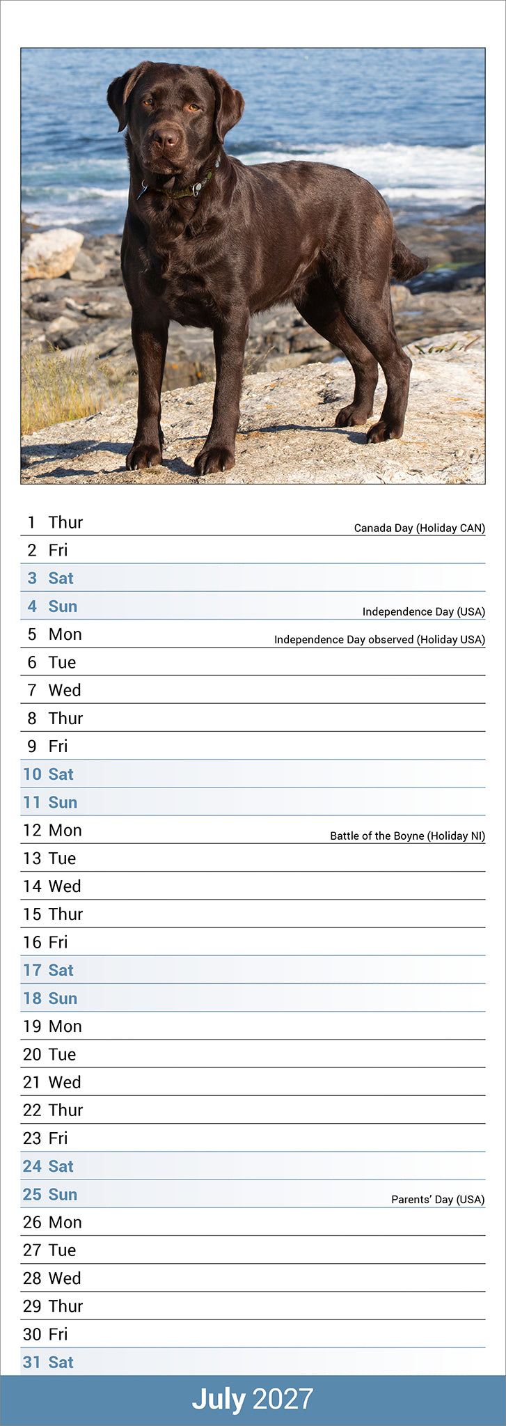 Chocolate Labrador Retriever slim calendar 2027