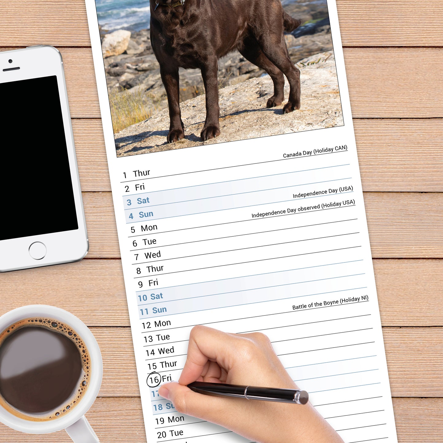 Chocolate Labrador Retriever slim calendar 2027