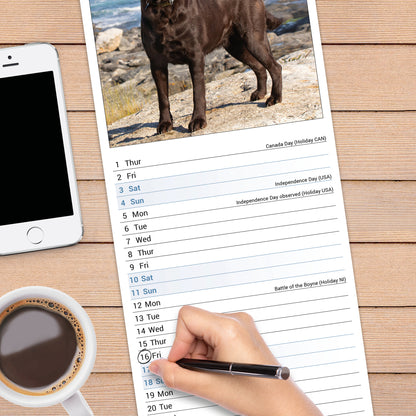 Chocolate Labrador Retriever slim calendar 2027