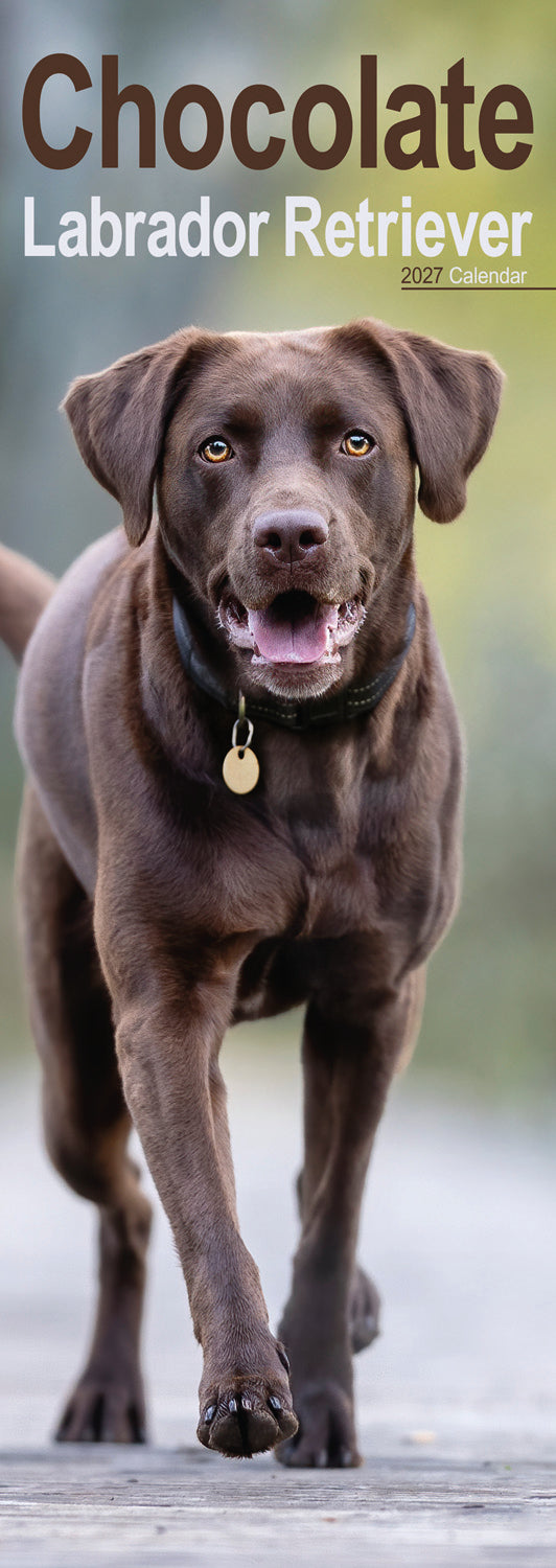 Chocolate Labrador Retriever slim calendar 2027