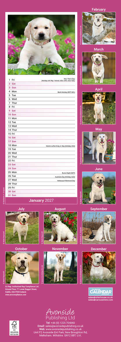Yellow Labrador Retriever slim calendar 2027