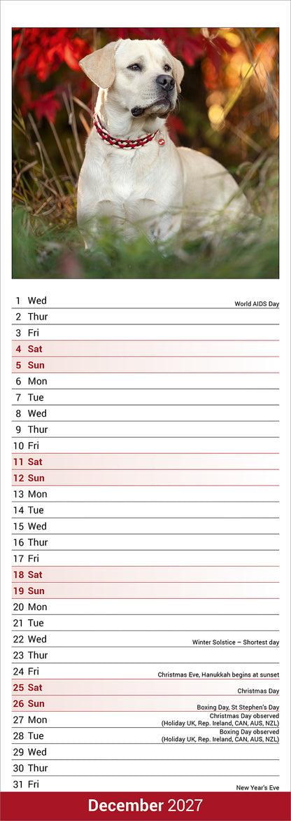 Yellow Labrador Retriever slim calendar 2027