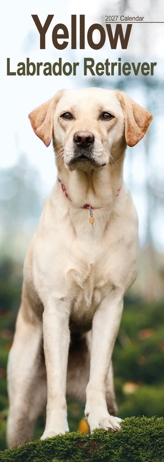 Yellow Labrador Retriever slim calendar 2027