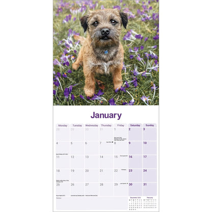 Border Terrier wall calendar 2027