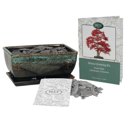 Bonsai tree growing kit - liquidambar