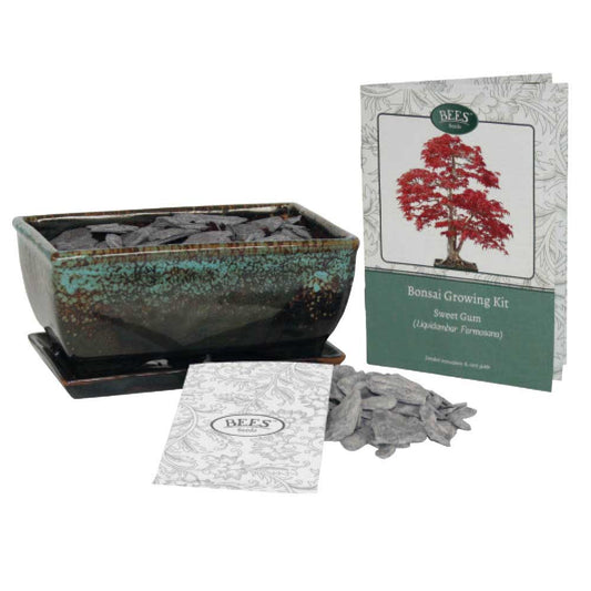 Bonsai tree growing kit - liquidambar