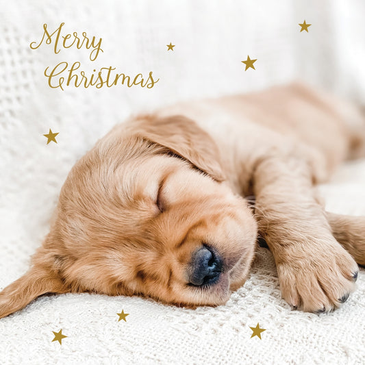 Dogs Trust christmas dog naps twin pack 10 cards