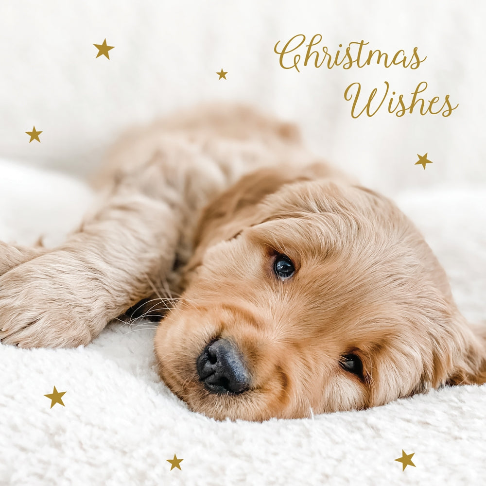Dogs Trust christmas dog naps twin pack 10 cards