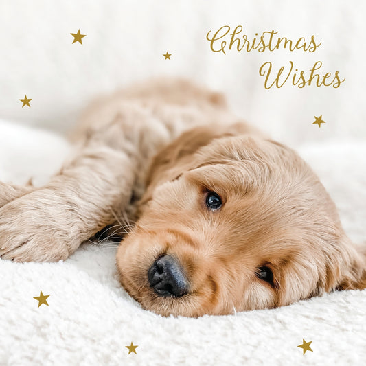 Dogs Trust christmas dog naps twin pack 10 cards