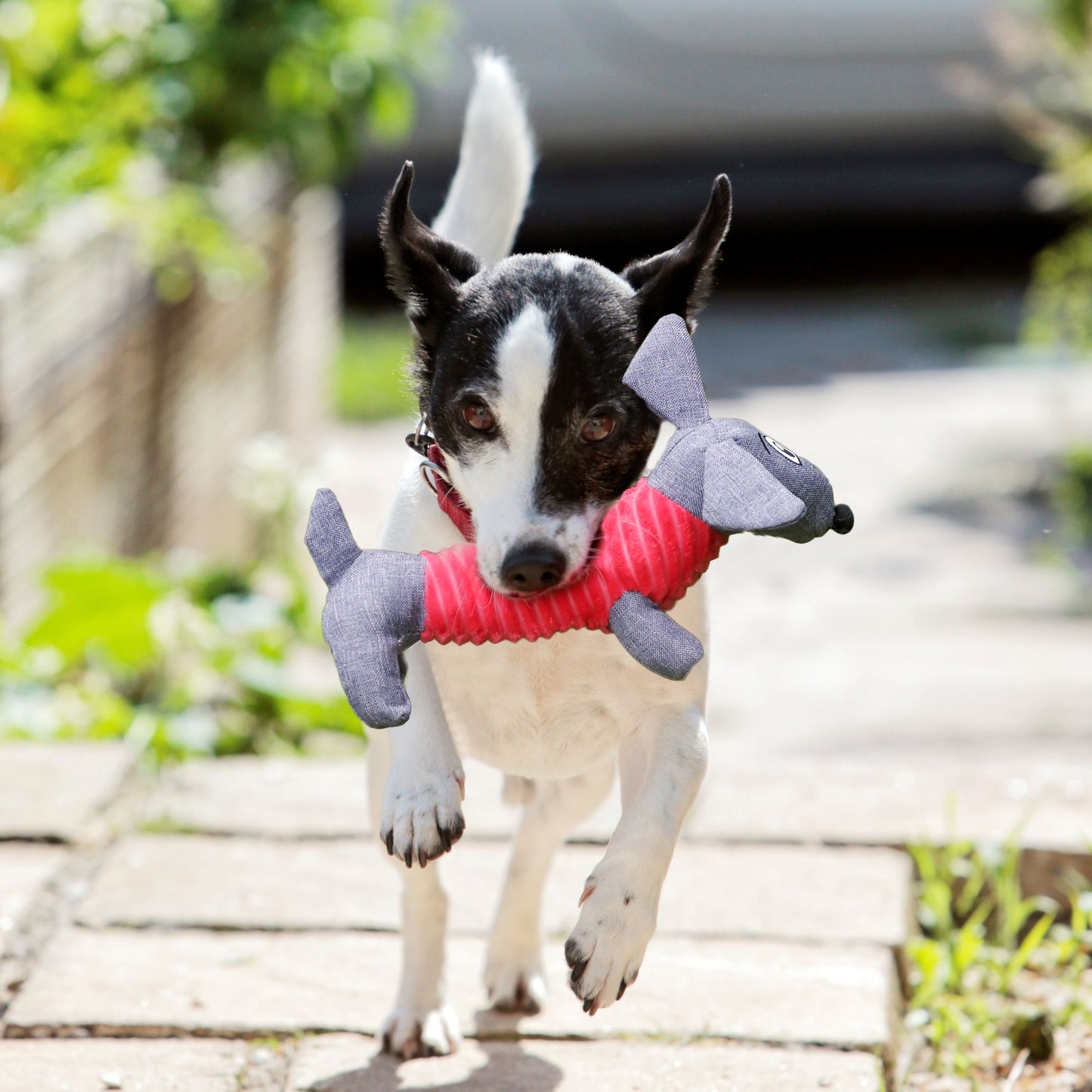 Dachshund dog toy