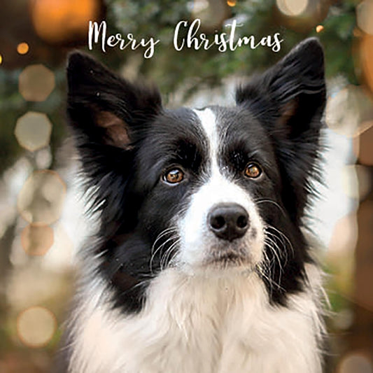 Beautiful border collie Christmas cards