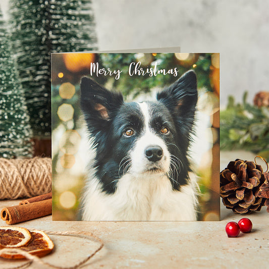 Beautiful border collie Christmas cards