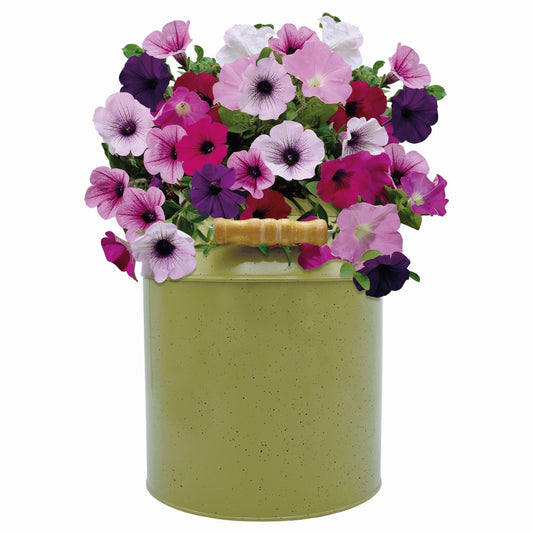 Petunia milk churn grow set