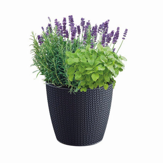 Fragrant herbs grow set