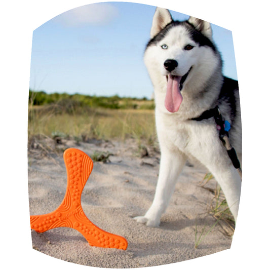 N-Gage propeller dog toy