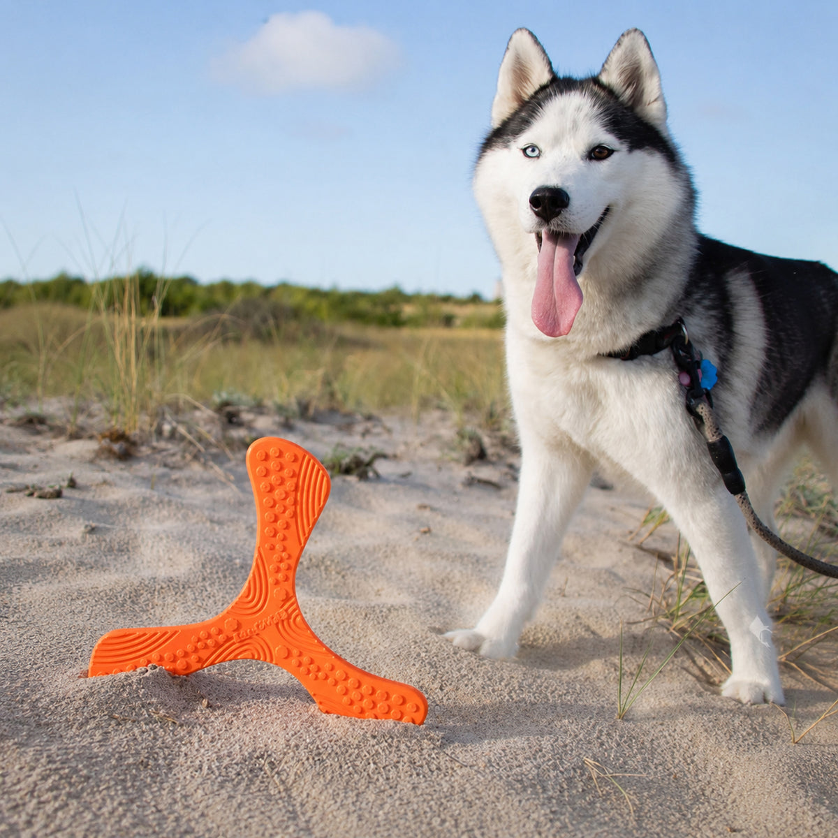 N-Gage propeller dog toy