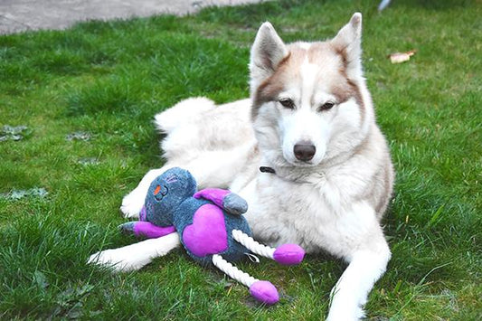 Ruby rabbit dog toy