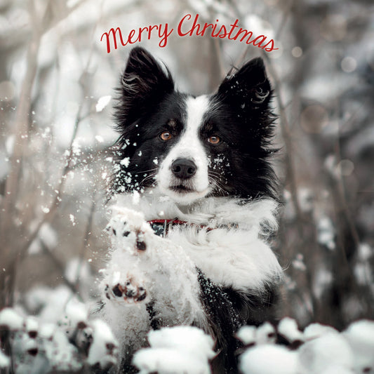 Merry Christmas collie Christmas cards