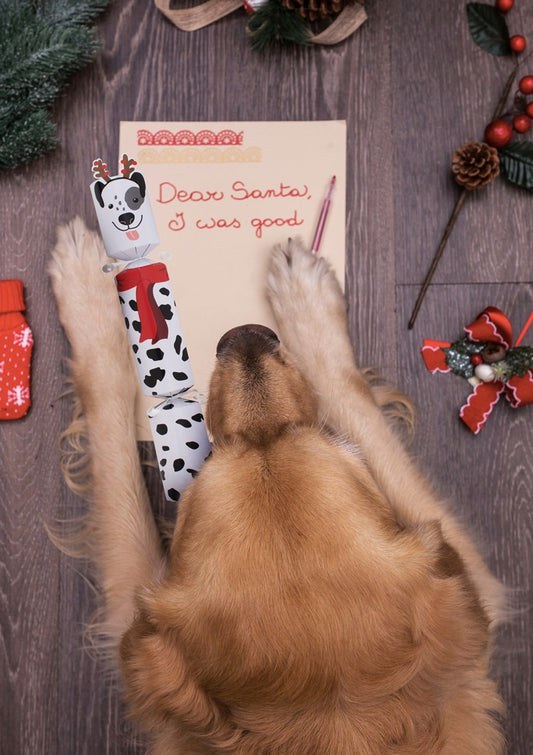 Cracker for your dog (spot)