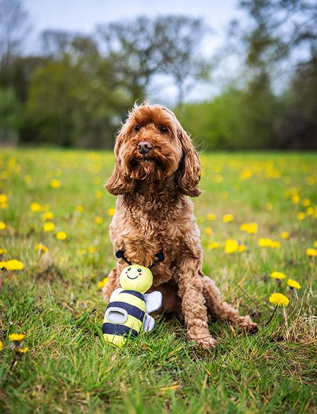 Bee Flingerz dog toy