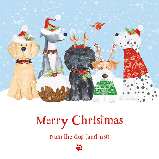 From the dog (and us) Christmas cards