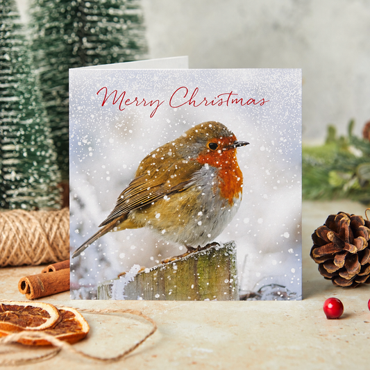 Merry Christmas robin Christmas cards
