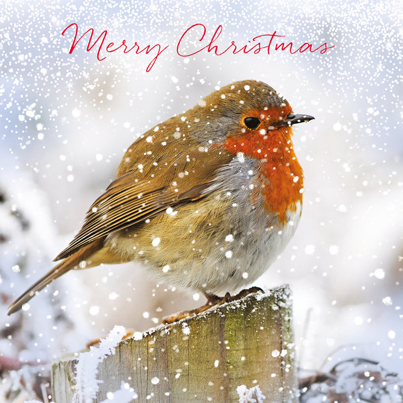 Merry Christmas robin Christmas cards