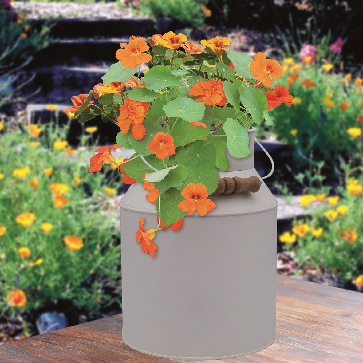 Nasturtium milk churn