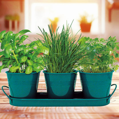 Trio herb grow set