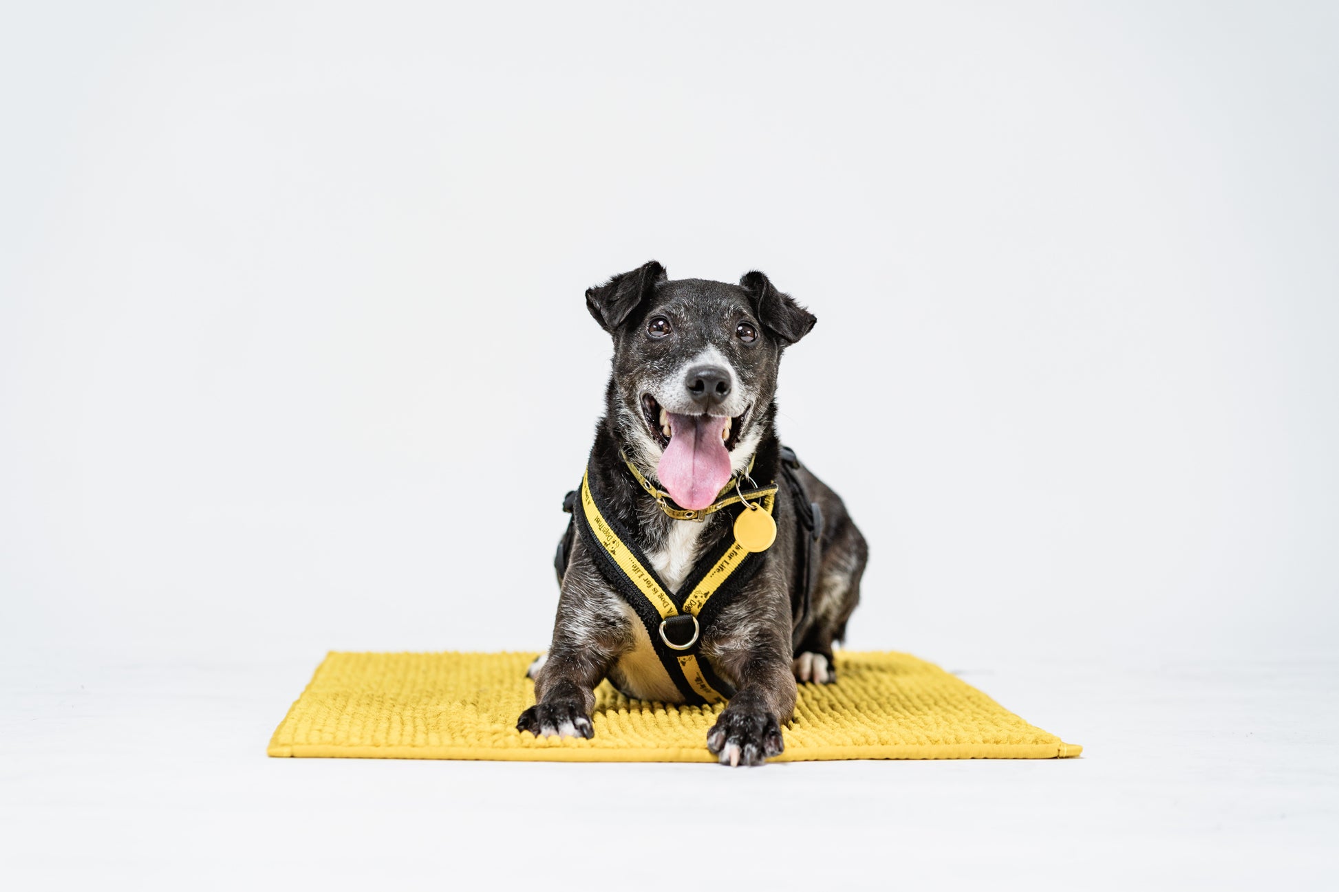 Pet Ownership Dogs Trust Giving Up A Dog Donate To Dogs Trust