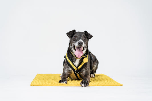 Donate to dogs trust