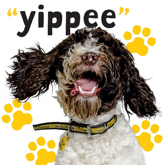Virtual gift card - yippee