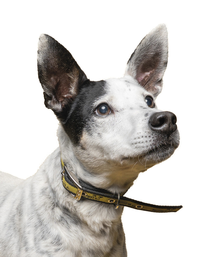 Patches, a rescued dog, looking up towards the camera in Dogs Trust care