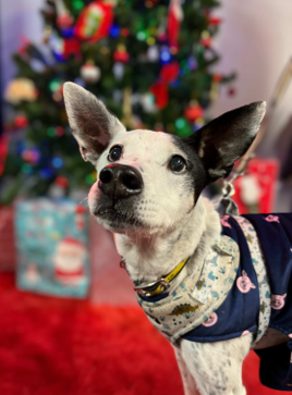 Donate to Dogs Trust