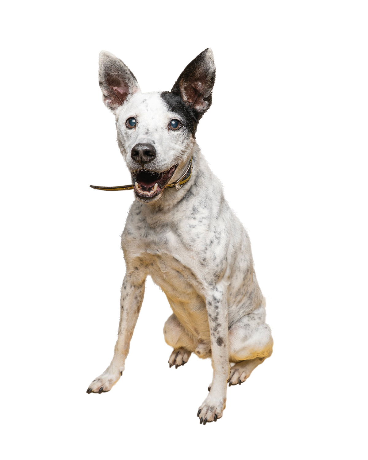 Patches, a rescued dog, sitting and looking towards the camera in Dogs Trust care
